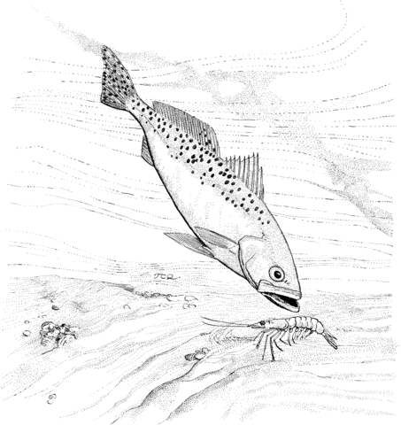 Bluefish And Shrimp Coloring Page